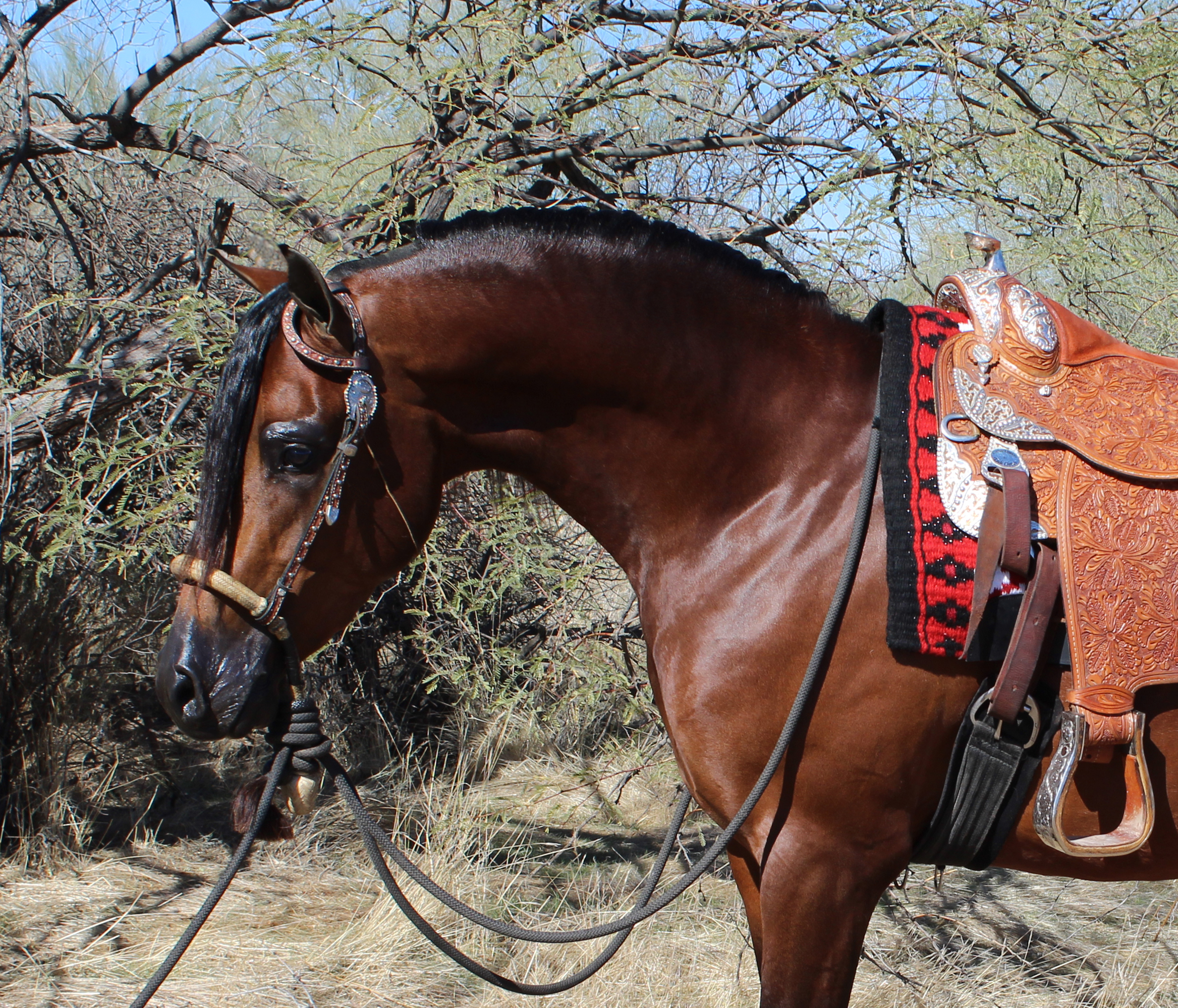 Culbreth Equine